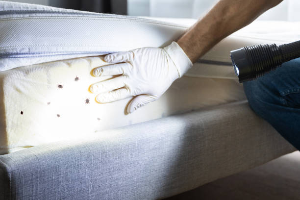Best Ant Control Services  in Swift Trail Junction, AZ