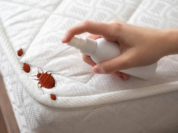 Best Exterminator Services  in Swift Trail Junction, AZ