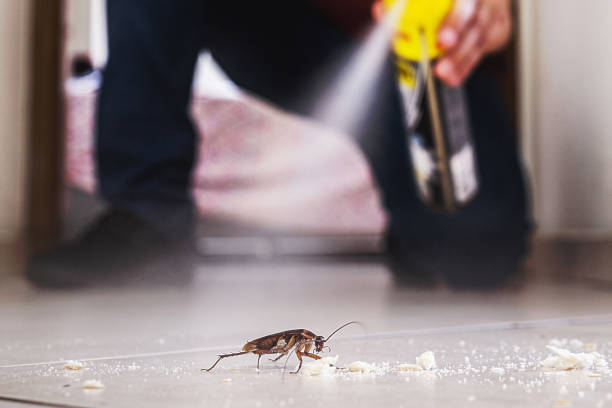Best Affordable Pest Control Services  in Swift Trail Junction, AZ