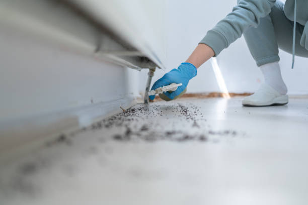 Best Flea Control Services  in Swift Trail Junction, AZ
