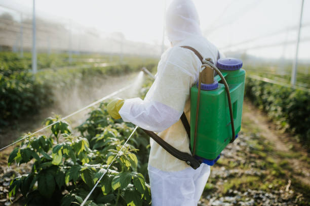 Best Best Pest Control Companies  in Swift Trail Junction, AZ
